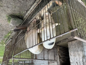 Vand porc de craciun