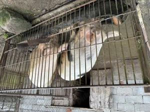 Vand porc de craciun - imagine 2