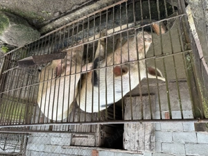 Vand porc de craciun - imagine 3