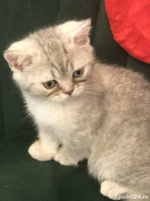 Baietel britishsilvar tabby - imagine 4