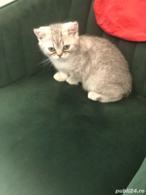 Baietel britishsilvar tabby - imagine 2