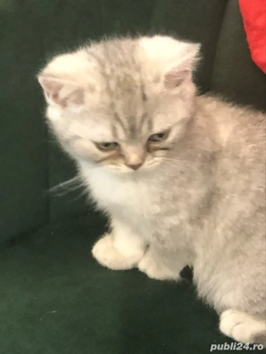 Baietel britishsilvar tabby - imagine 3