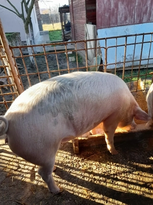 Porc de vânzare pentru Crăciun   