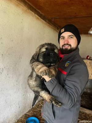 Vând Căței Ciobanesc Caucazian  - imagine 3