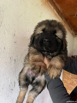 Vând Căței Ciobanesc Caucazian 