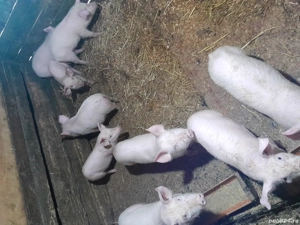 purcei.     - imagine 5