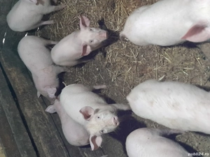 purcei.     - imagine 3