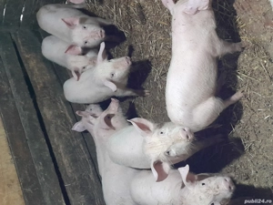 purcei.     - imagine 2