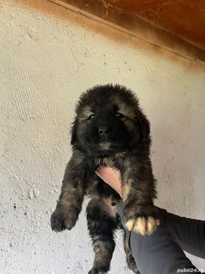 Vând Căței Ciobanesc Caucazian  - imagine 2