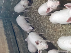 purcei.     - imagine 4