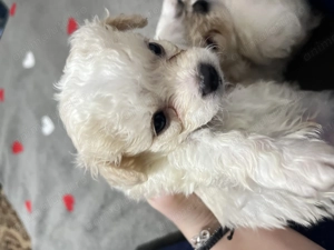 catei bichon maltez-fri e