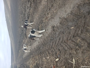 vand caini, de Bucovina - imagine 2