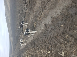 vand caini, de Bucovina - imagine 4