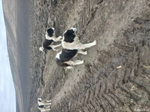 vand caini, de Bucovina