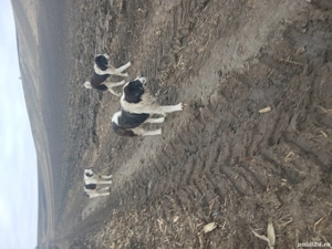 vand caini, de Bucovina - imagine 3