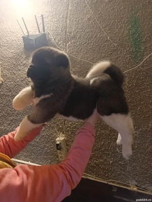 Akita American  - imagine 2