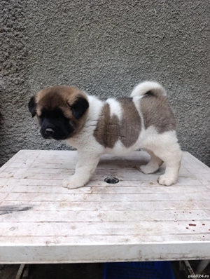 Akita American 