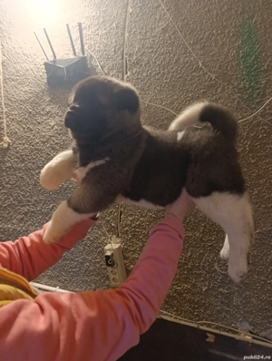 Akita American  - imagine 3