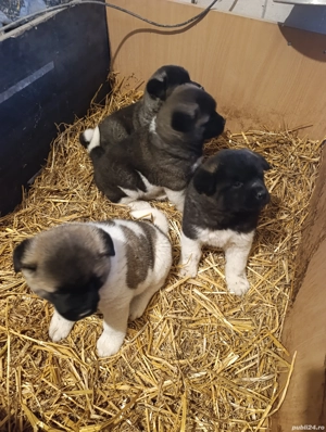 Akita American  - imagine 4