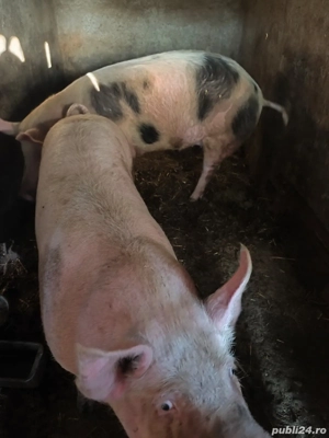Porci aproximativ 160kg - imagine 2
