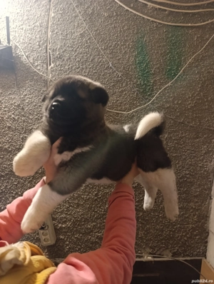 Akita American  - imagine 5