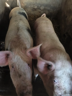 Porci aproximativ 160kg