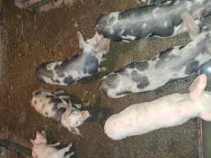 Vând purcei 8 saptamani - imagine 2