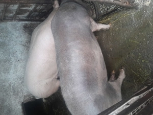 Vand porc de țară  - imagine 2