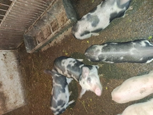 Vând purcei 8 saptamani - imagine 3