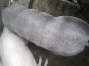 Vand porc de țară  - imagine 4