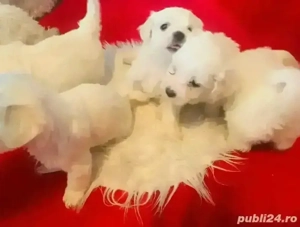 Bichon Maltez Mini toy 
