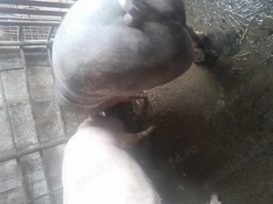 Vand porc de țară  - imagine 5