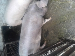 Vand porc de țară  - imagine 3