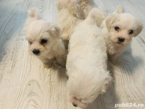 Bichon Maltez Mini Toy  - imagine 2