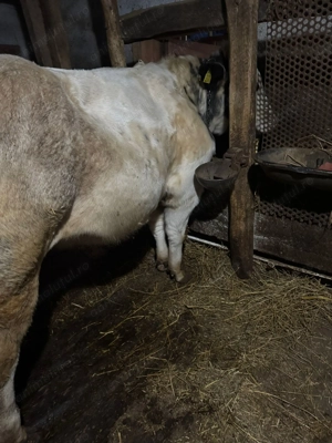 Taur belgian foarte cuminte - imagine 2