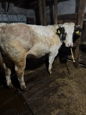 Taur belgian foarte cuminte - imagine 3