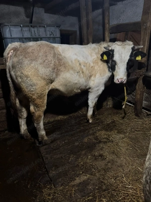 Taur belgian foarte cuminte - imagine 4