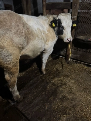 Taur belgian foarte cuminte - imagine 5