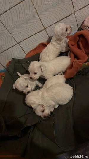 Vand 1 bichon (baiat)