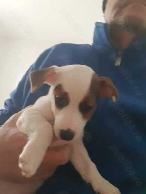 Catei de vanzare jack russell Jack russel terrier in bucaresti 