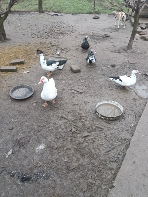 Vând rate mute. - imagine 2