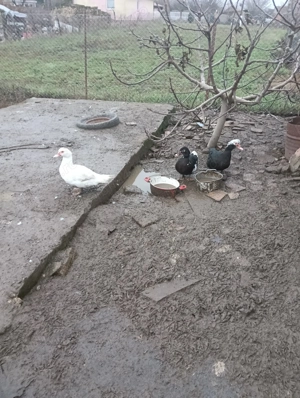 Vând rate mute. - imagine 3