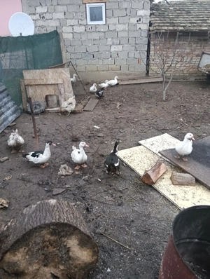 Vând rate mute. - imagine 4