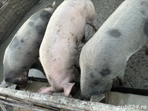 vand porci  - imagine 2