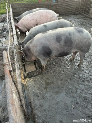 vand porci  - imagine 3