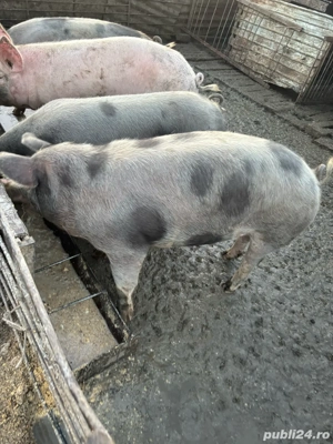 vand porci  - imagine 4