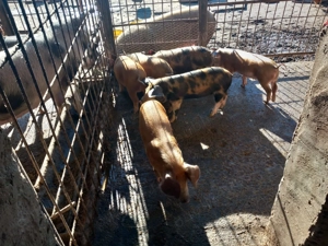 Vand purcei rasa duroc - imagine 2