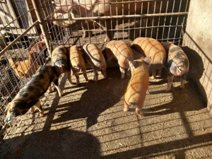 Vand purcei rasa duroc