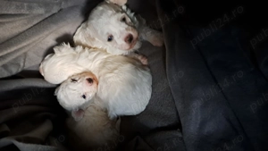 Bichon frise disponibil - imagine 2