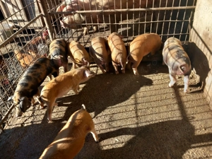 Vand purcei rasa duroc - imagine 5